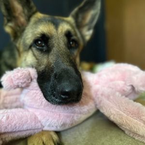 Meet your Posher, Mason